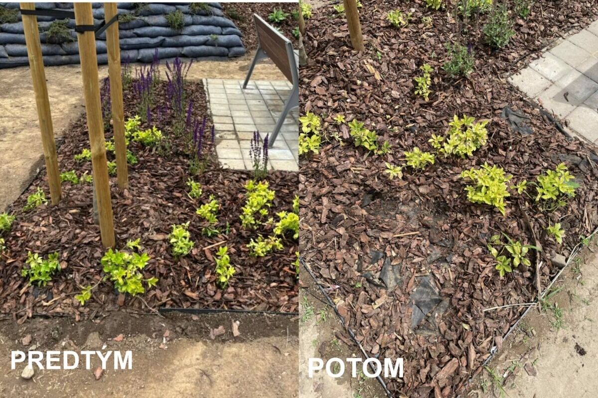 FOTO: V Hlohovci vyčíňali zlodeji, ukradli novo vysadené rastliny, foto 2