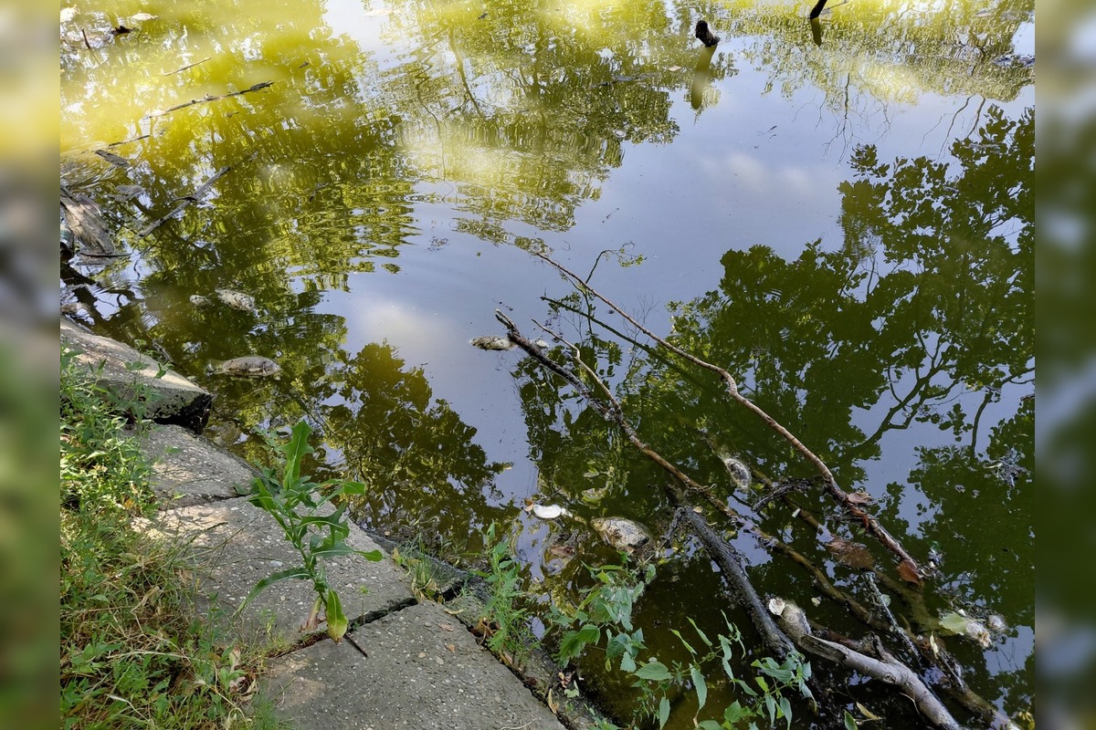 FOTO: Desivý nález na Kamennom mlyne, Trnavčan tam našiel uhynuté ryby, foto 1