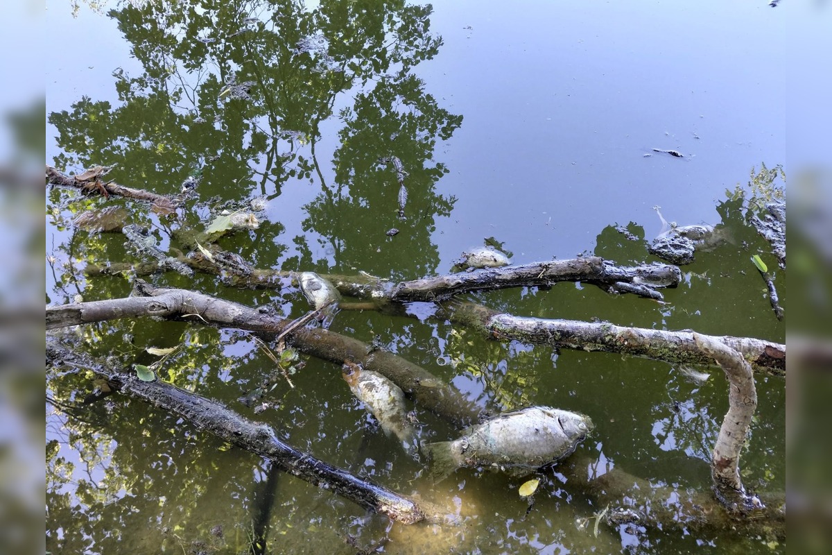 FOTO: Desivý nález na Kamennom mlyne, Trnavčan tam našiel uhynuté ryby, foto 2