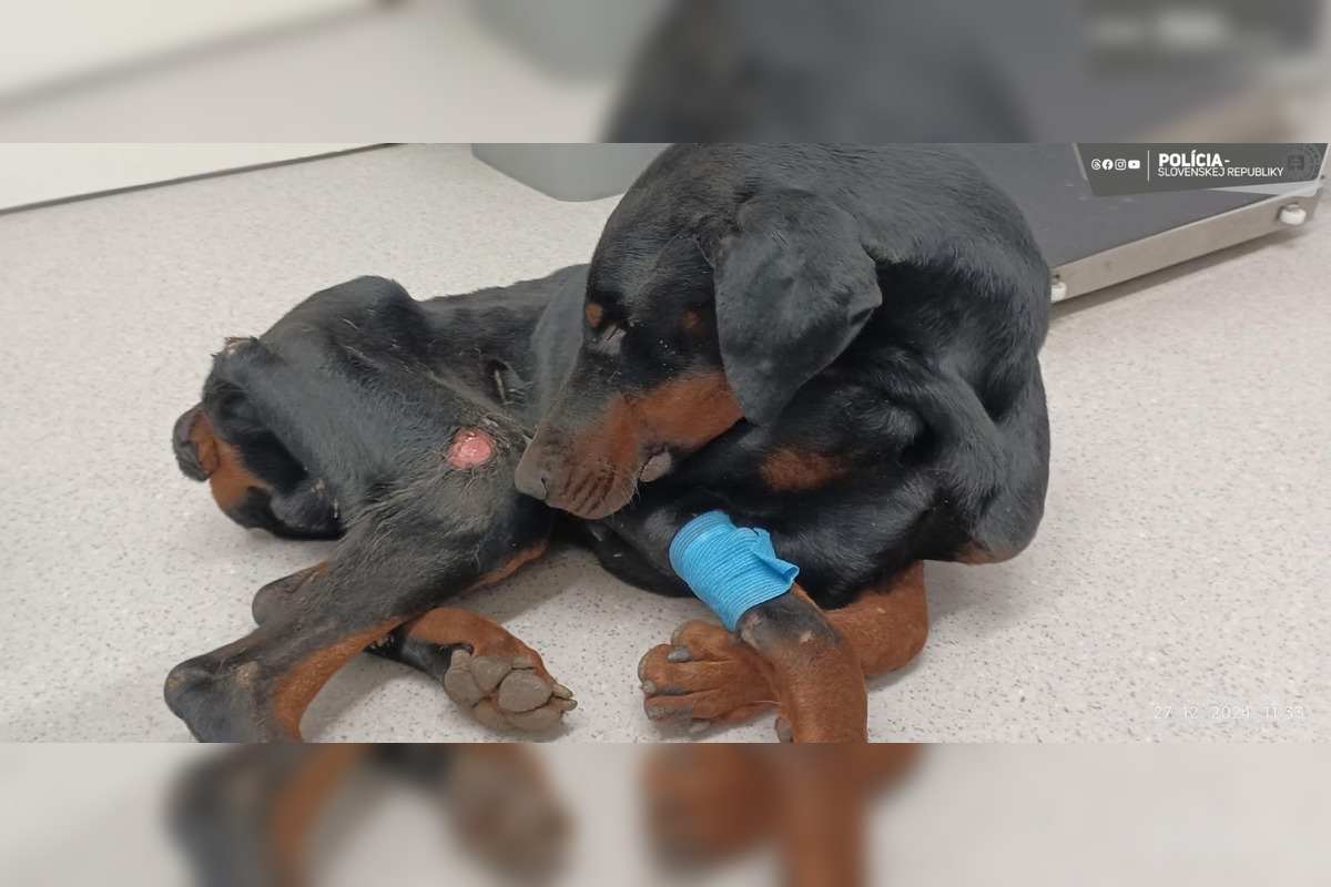 FOTO: Zúbožený doberman, ktorého majiteľ nechal niekoľko týždňov hladovať počas pobytu v zahraničí, foto 1