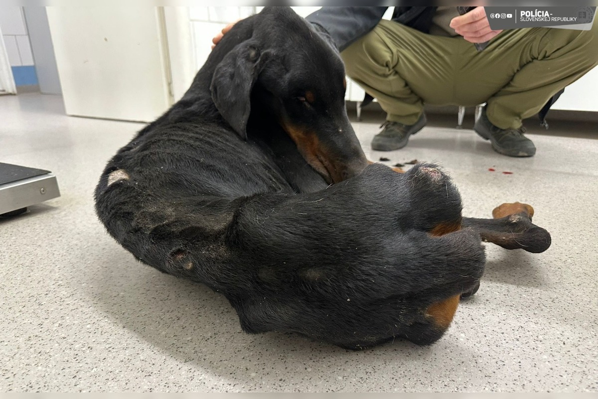 FOTO: Zúbožený doberman, ktorého majiteľ nechal niekoľko týždňov hladovať počas pobytu v zahraničí, foto 2