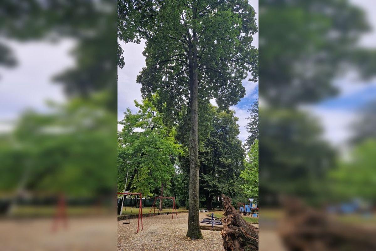 FOTO: V Piešťanoch spadol na ihrisko chorý strom, foto 2