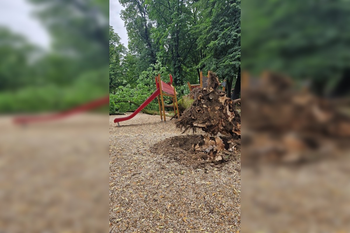 FOTO: V Piešťanoch spadol na ihrisko chorý strom, foto 3