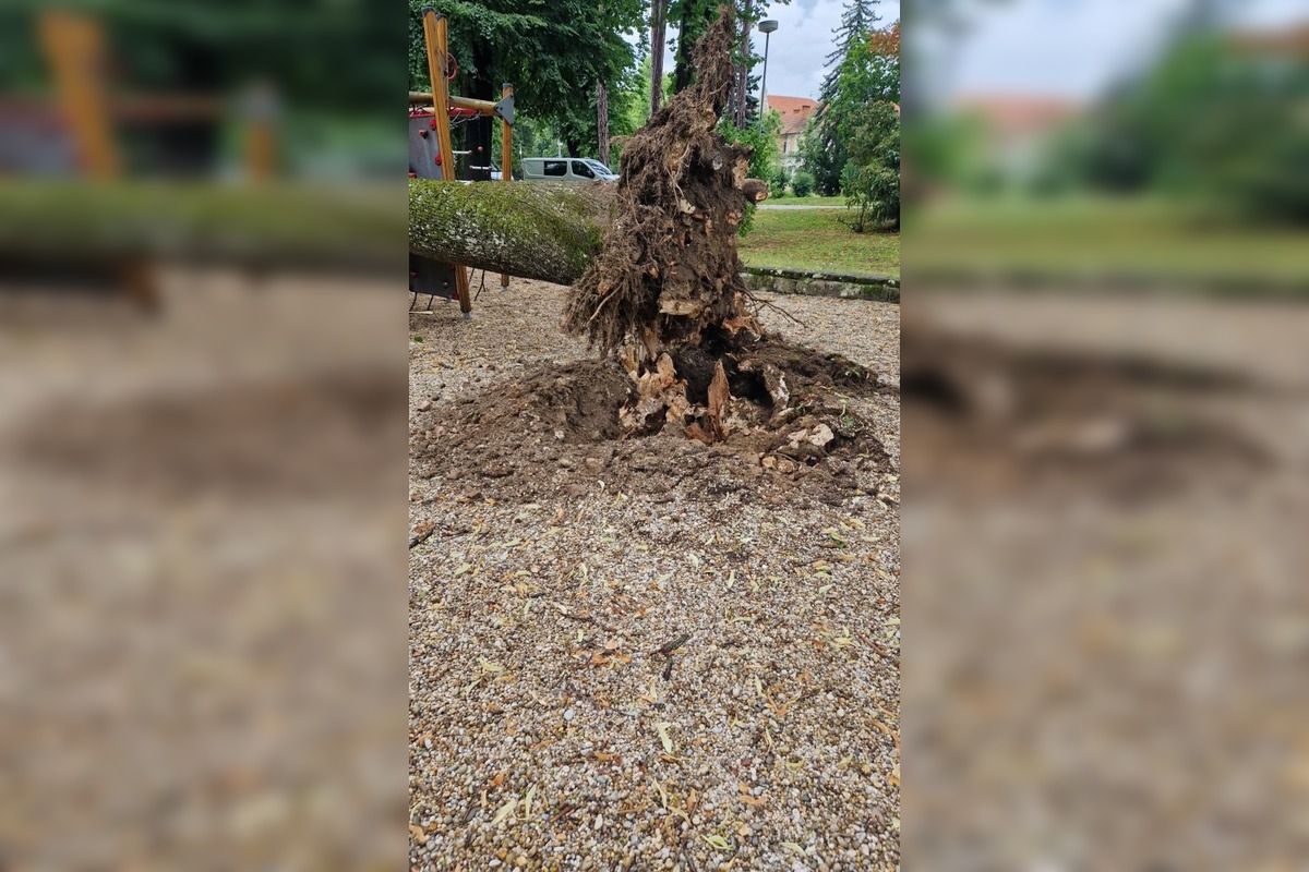 FOTO: V Piešťanoch spadol na ihrisko chorý strom, foto 4