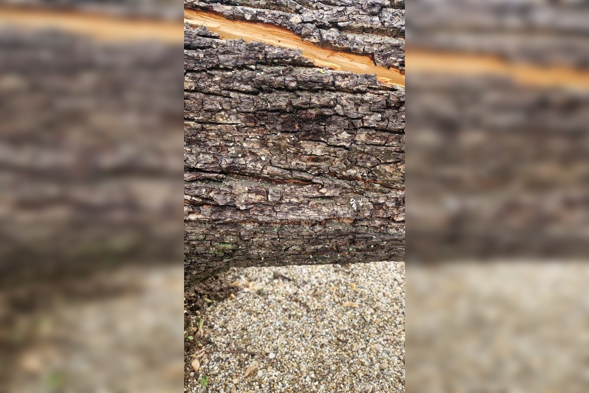 FOTO: V Piešťanoch spadol na ihrisko chorý strom, foto 5