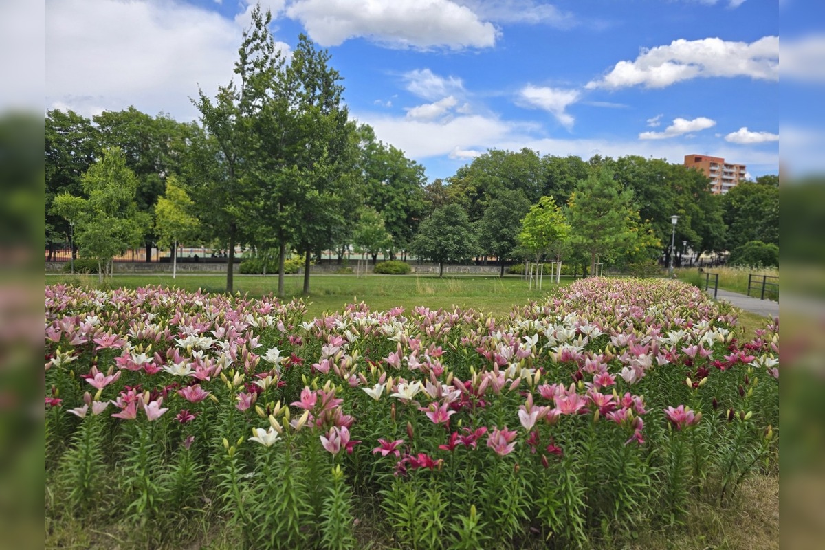 FOTO: Agátka kvitne ako z rozprávky, foto 1