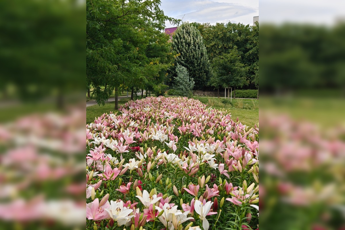 FOTO: Agátka kvitne ako z rozprávky, foto 2