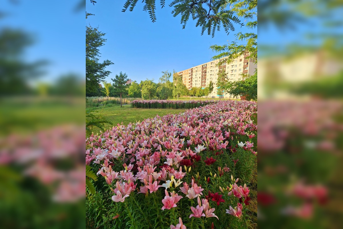 FOTO: Agátka kvitne ako z rozprávky, foto 3