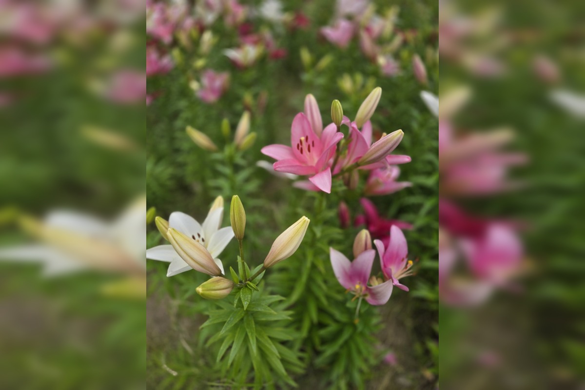 FOTO: Agátka kvitne ako z rozprávky, foto 4