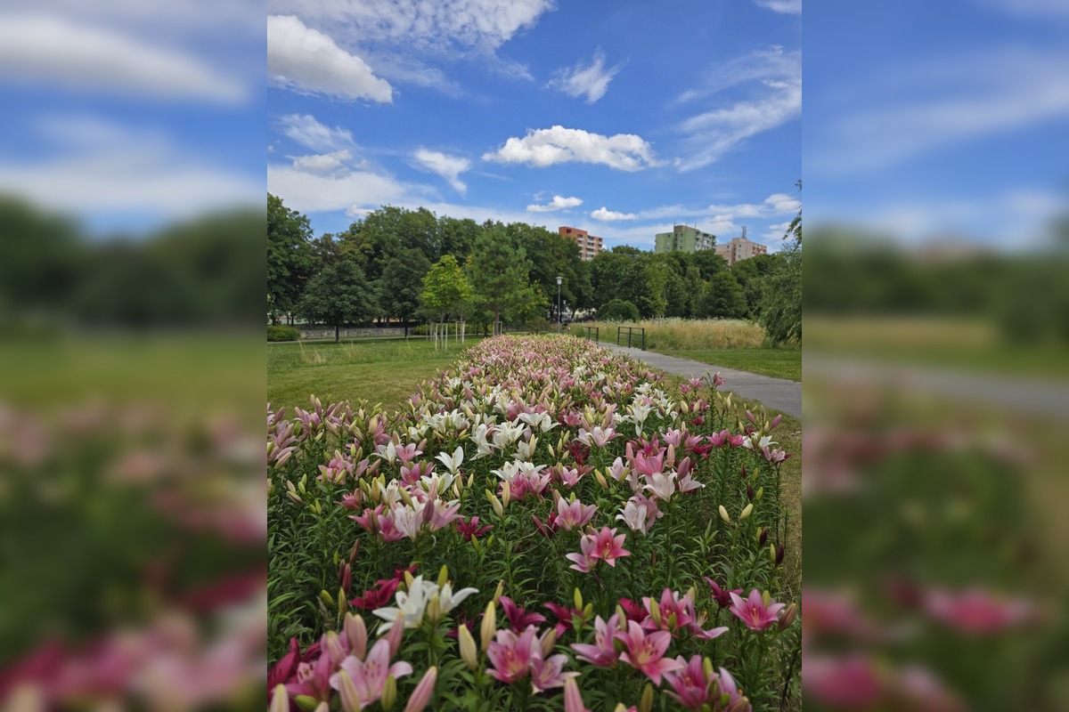 FOTO: Agátka kvitne ako z rozprávky, foto 5