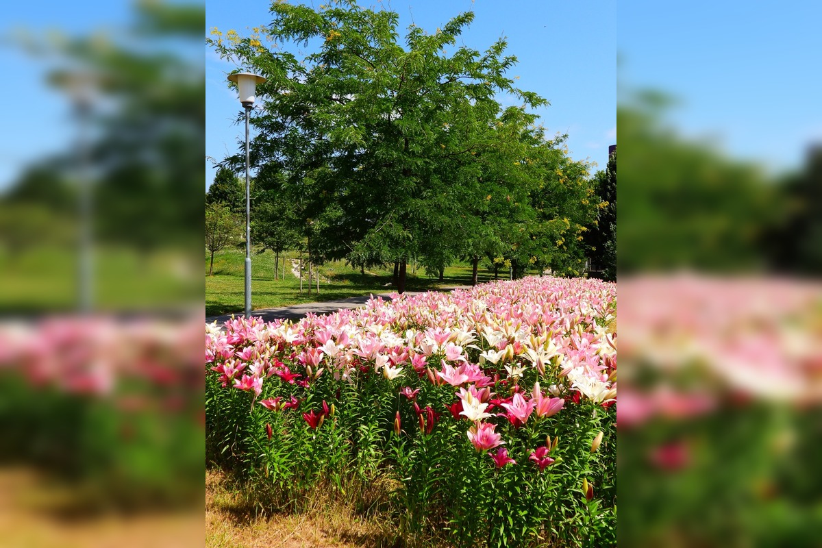 FOTO: Agátka kvitne ako z rozprávky, foto 7