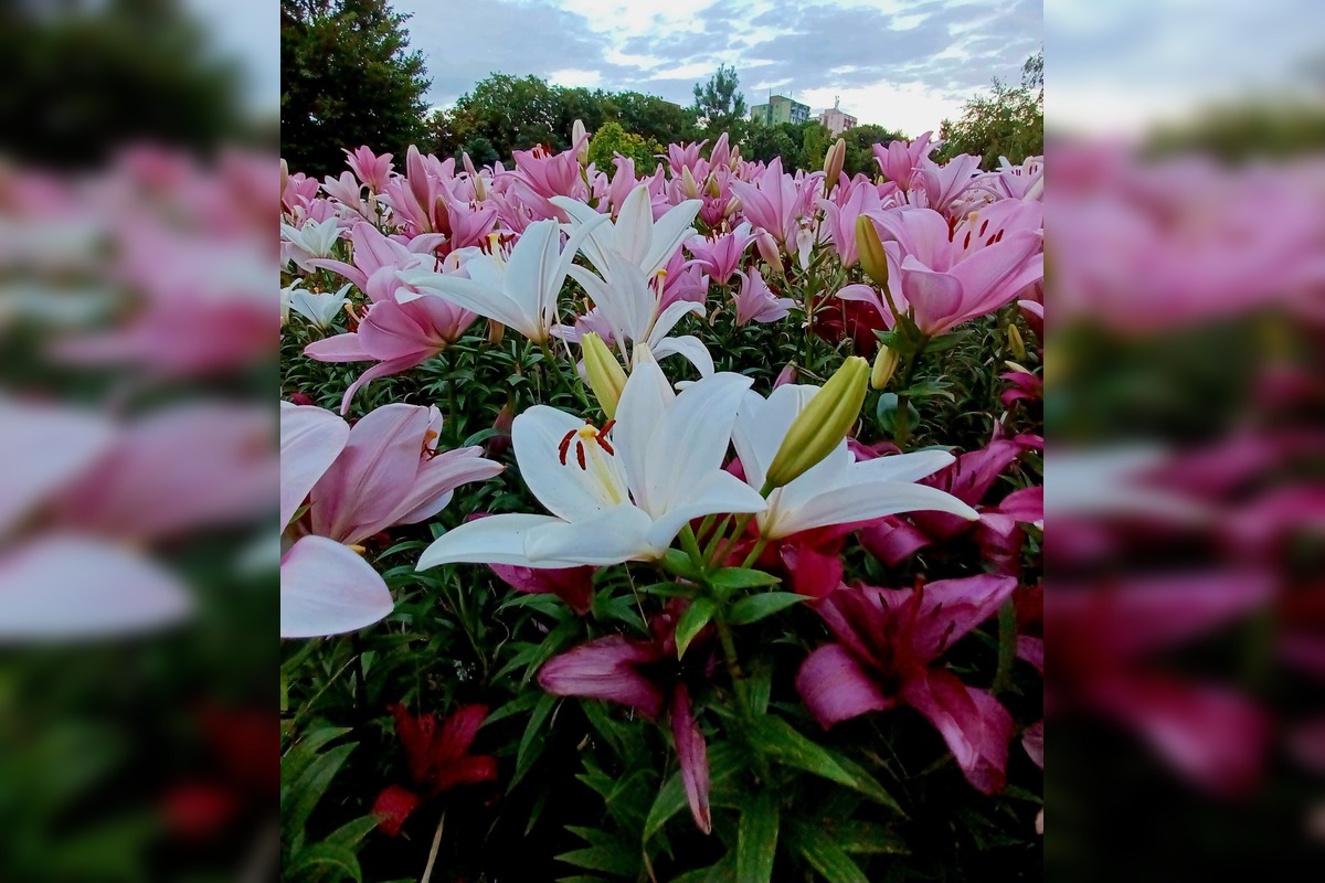 FOTO: Agátka kvitne ako z rozprávky, foto 8