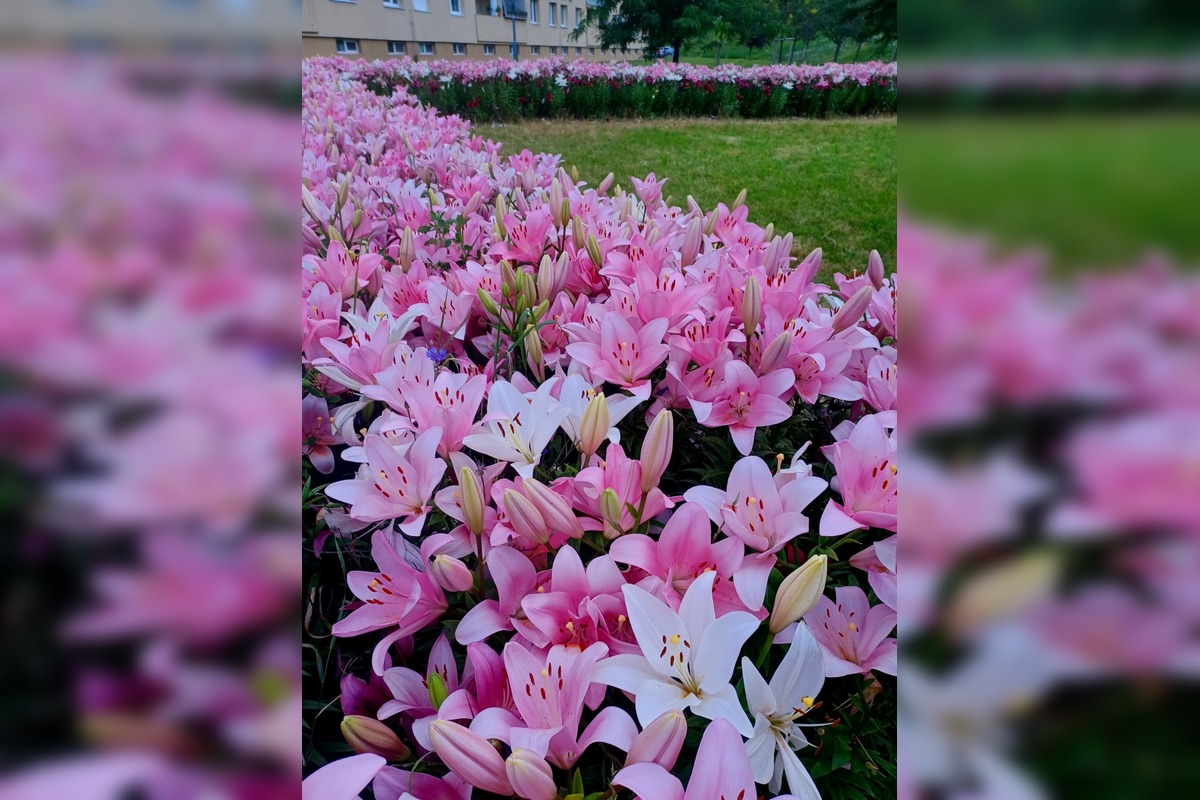 FOTO: Agátka kvitne ako z rozprávky, foto 9