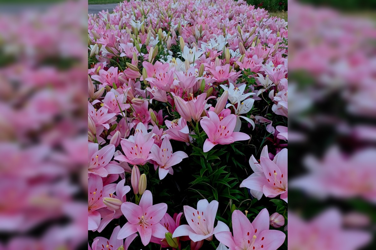 FOTO: Agátka kvitne ako z rozprávky, foto 10