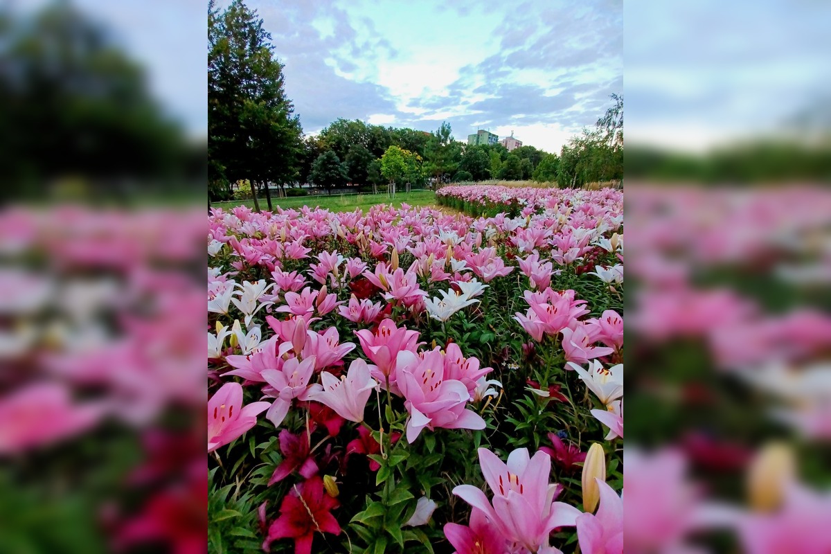 FOTO: Agátka kvitne ako z rozprávky, foto 11