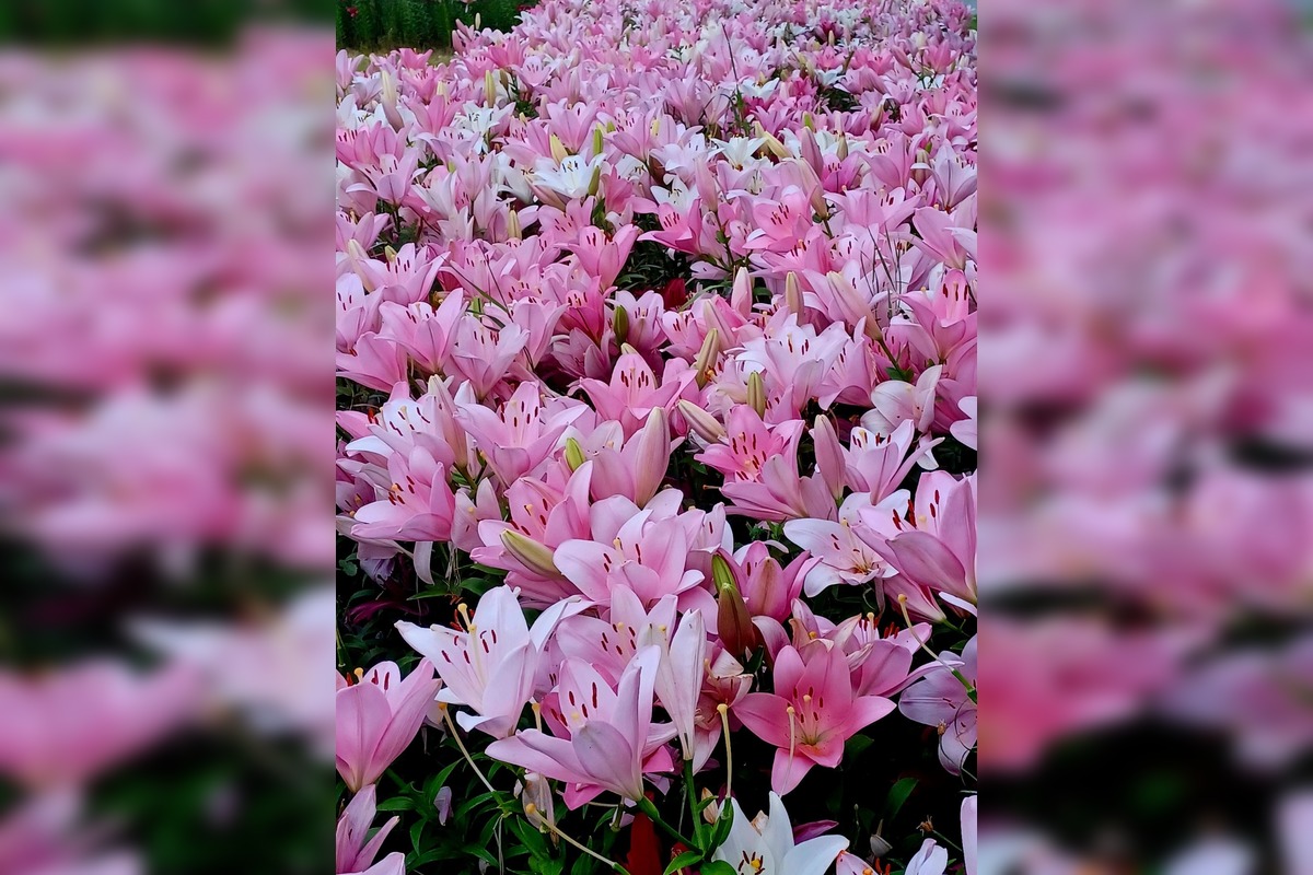 FOTO: Agátka kvitne ako z rozprávky, foto 12