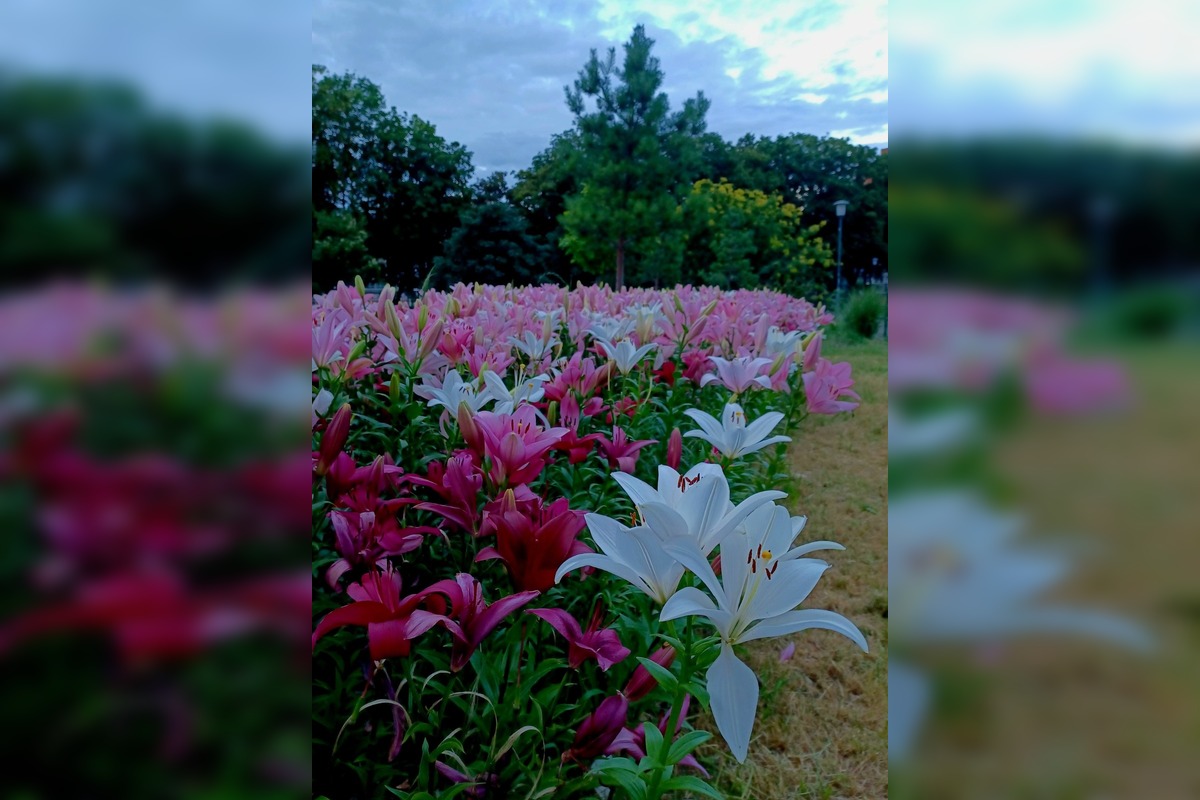 FOTO: Agátka kvitne ako z rozprávky, foto 13