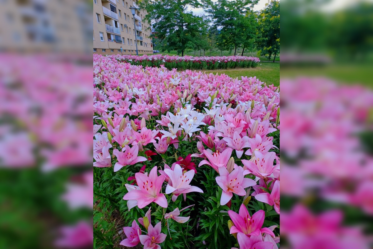 FOTO: Agátka kvitne ako z rozprávky, foto 14