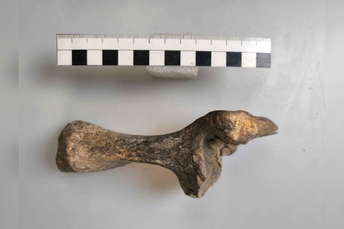 FOTO: Nálezy ostatkov jeleňa a pratura v Košolnej, foto 1