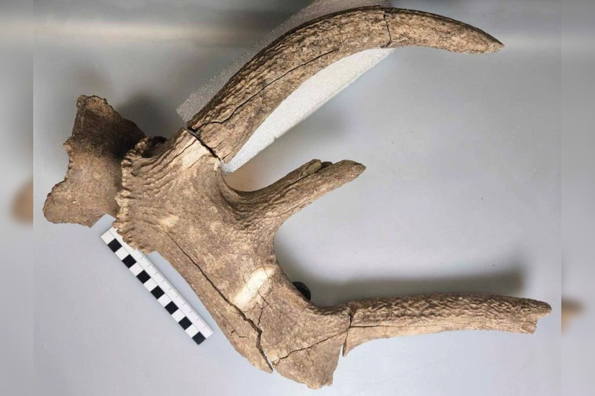 FOTO: Nálezy ostatkov jeleňa a pratura v Košolnej, foto 2