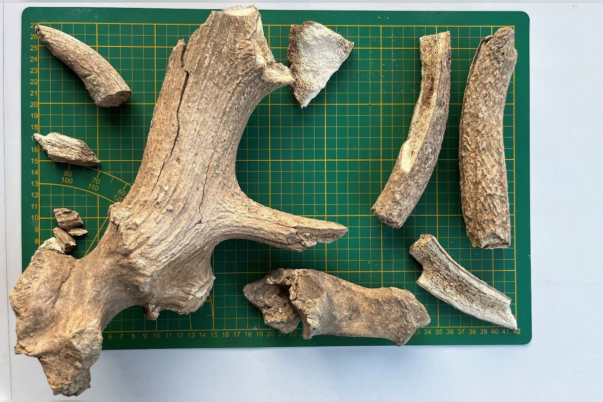 FOTO: Nálezy ostatkov jeleňa a pratura v Košolnej, foto 4