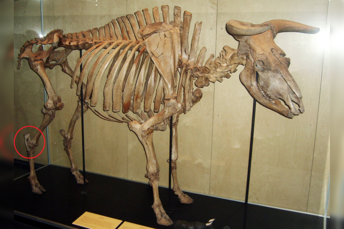 FOTO: Nálezy ostatkov jeleňa a pratura v Košolnej, foto 5