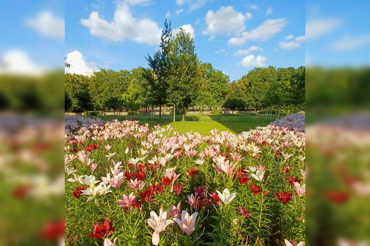 FOTO: Trnavčanka zachytila krásu letnej Trnavy, foto 1