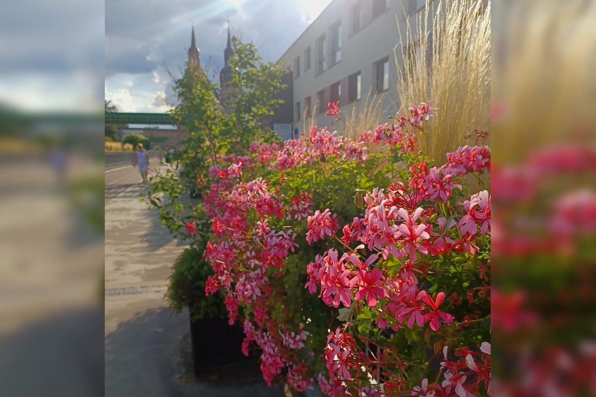 FOTO: Trnavčanka zachytila krásu letnej Trnavy, foto 2