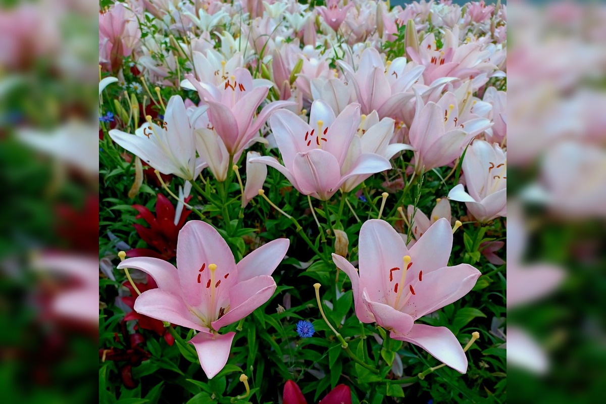 FOTO: Trnavčanka zachytila krásu letnej Trnavy, foto 3