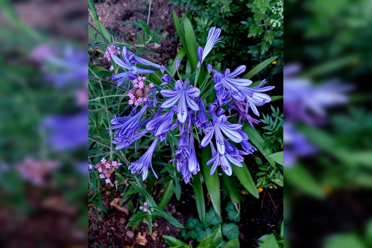 FOTO: Trnavčanka zachytila krásu letnej Trnavy, foto 4