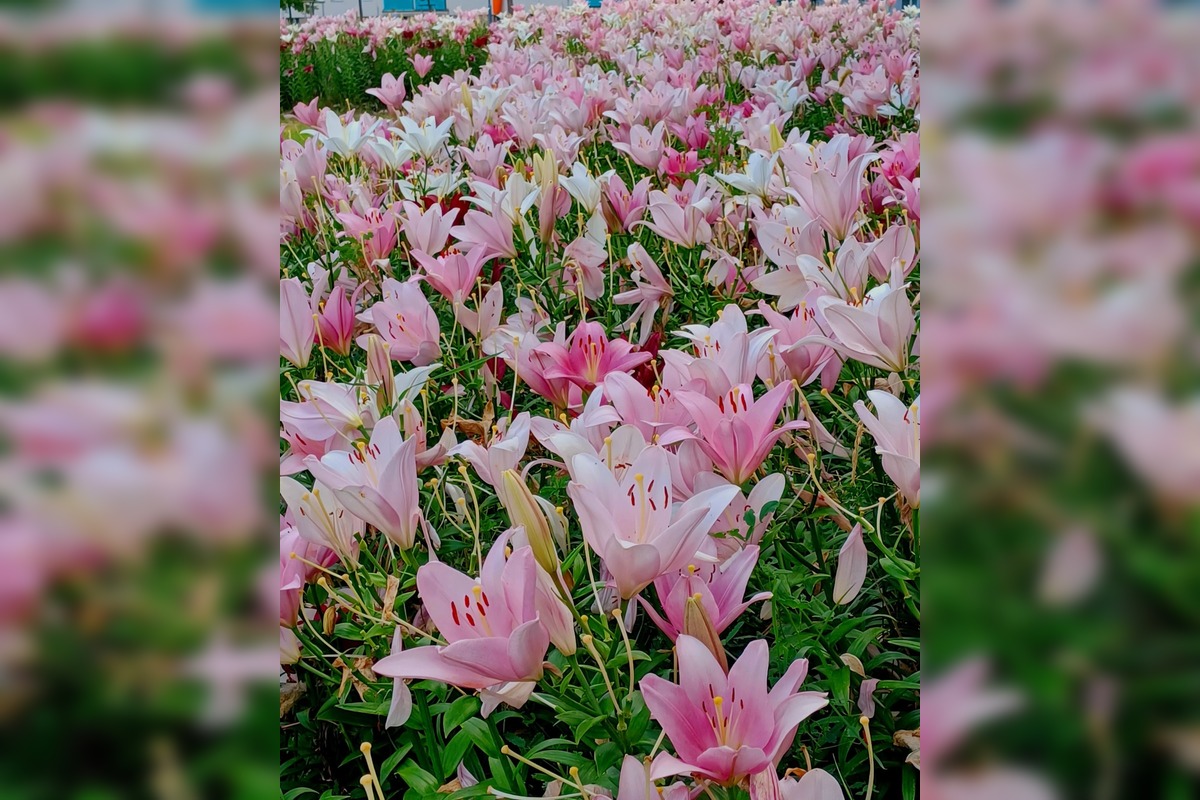 FOTO: Trnavčanka zachytila krásu letnej Trnavy, foto 6