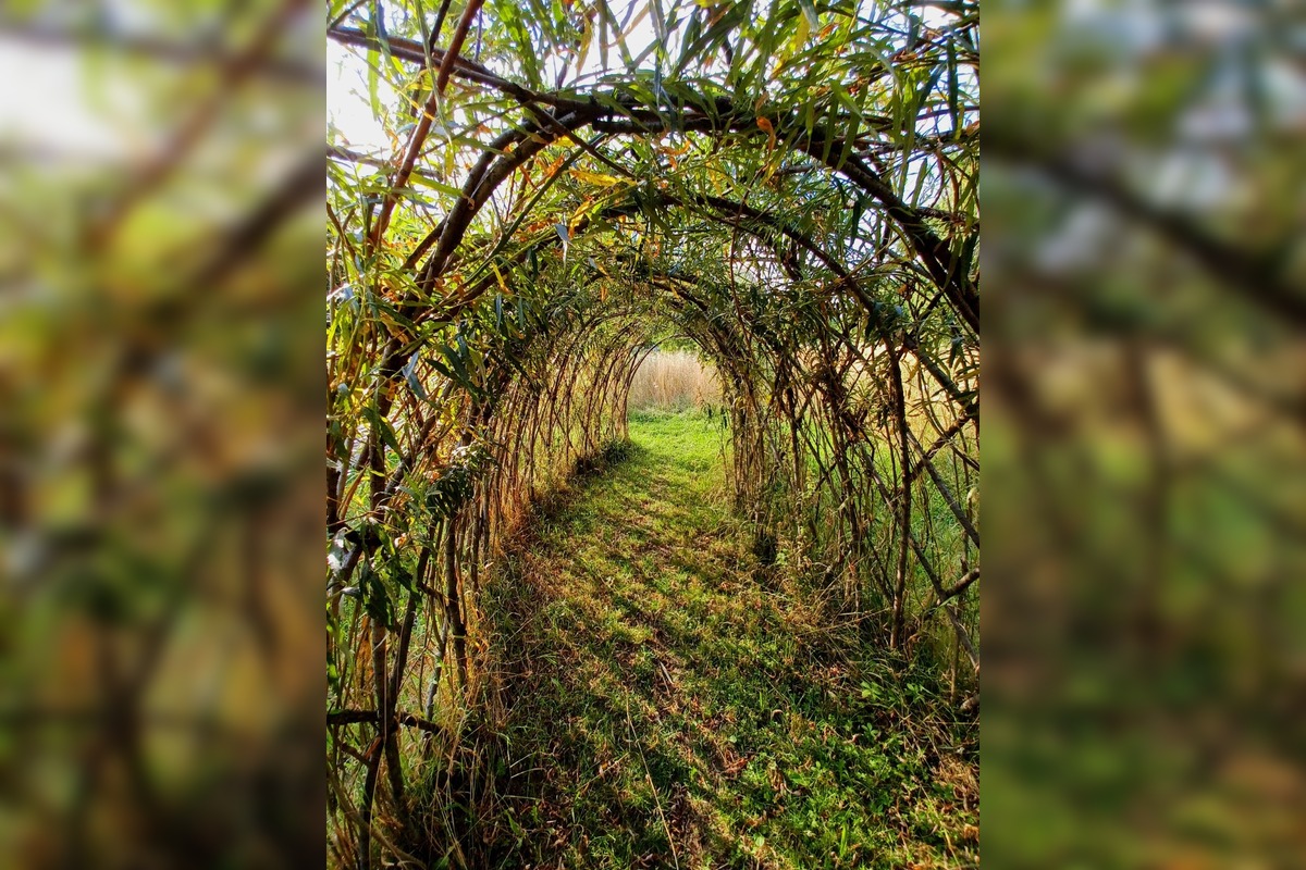 FOTO: Trnavčanka zachytila krásu letnej Trnavy, foto 7