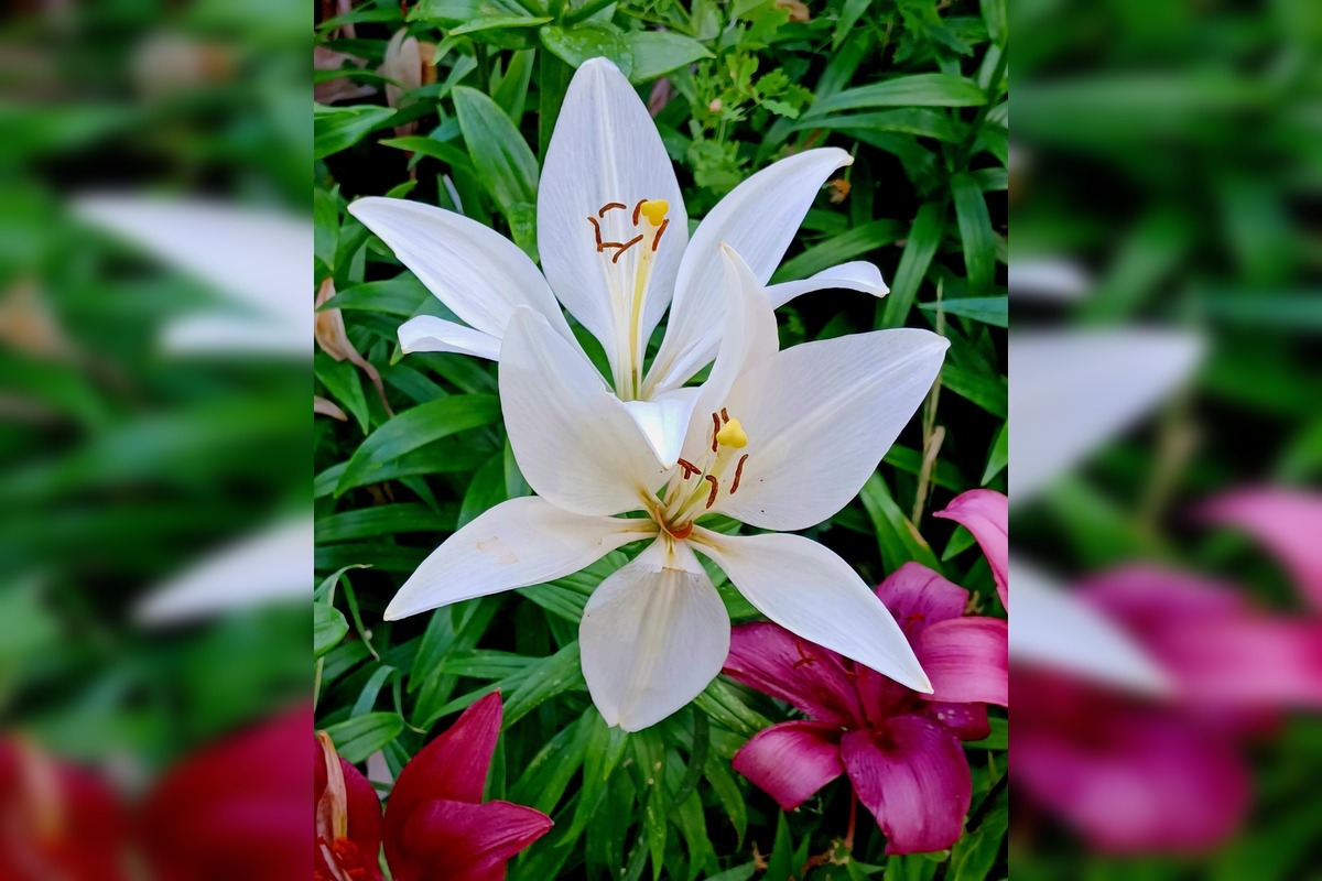 FOTO: Trnavčanka zachytila krásu letnej Trnavy, foto 9