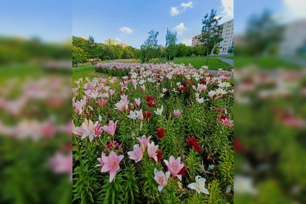 FOTO: Trnavčanka zachytila krásu letnej Trnavy, foto 10