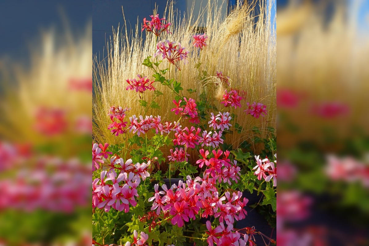 FOTO: Trnavčanka zachytila krásu letnej Trnavy, foto 11