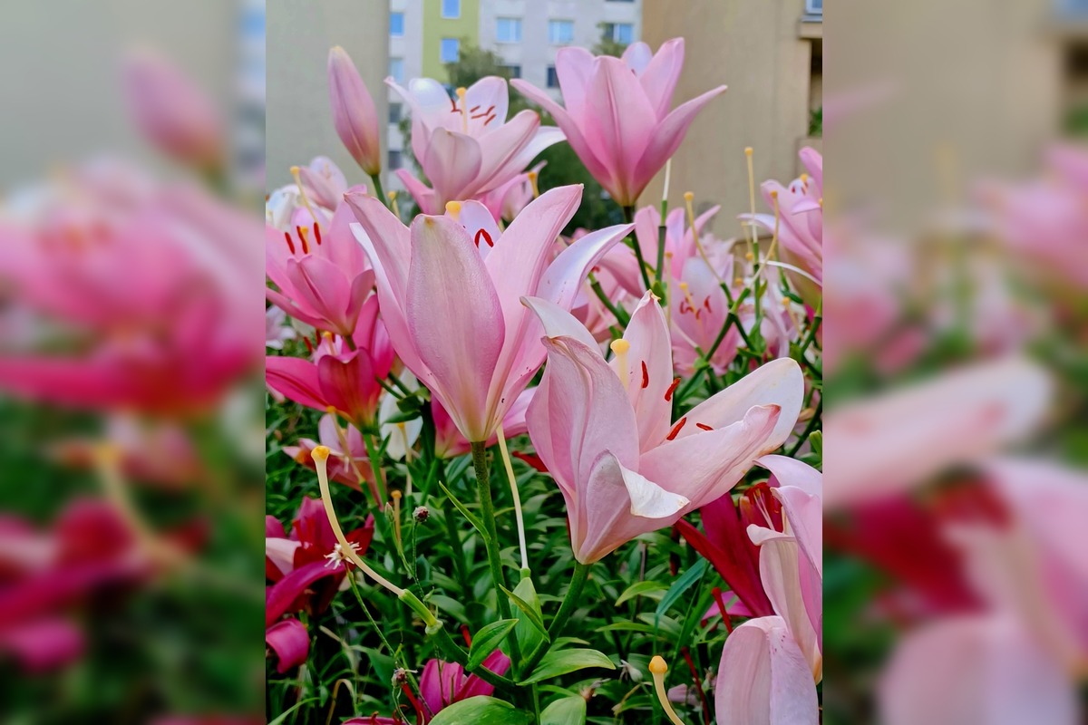 FOTO: Trnavčanka zachytila krásu letnej Trnavy, foto 14