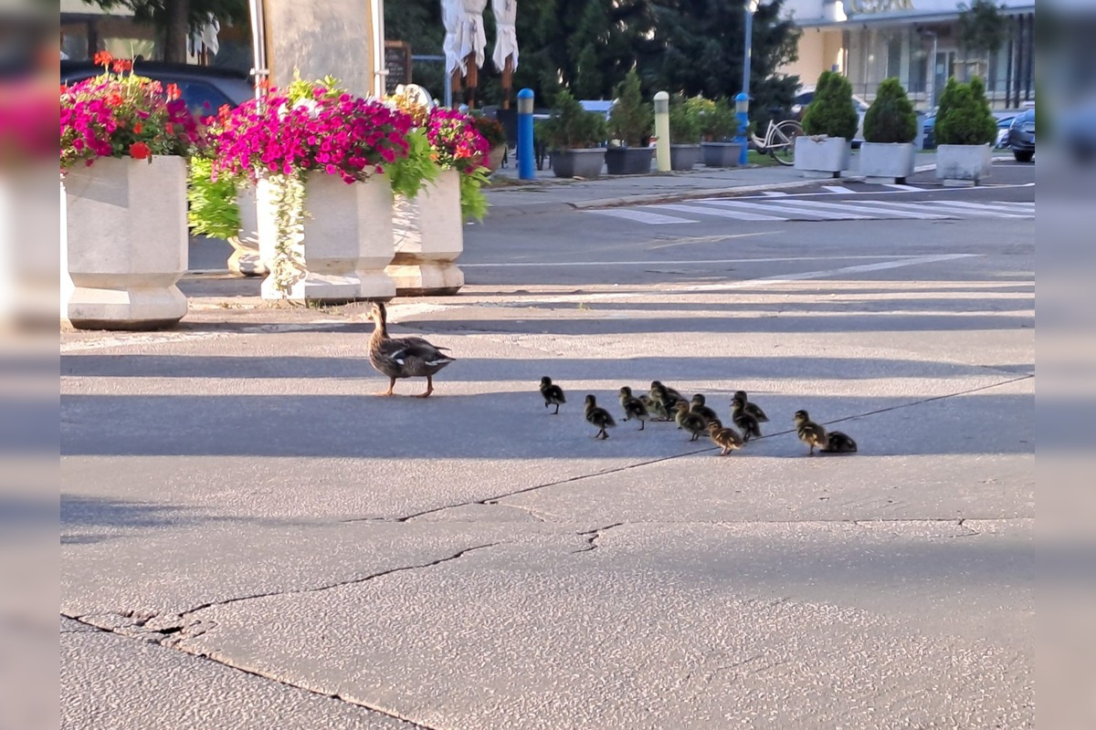 FOTO: Nečakaná, no o to krajšia návšteva v Piešťanoch - kačacia rodinka, foto 1