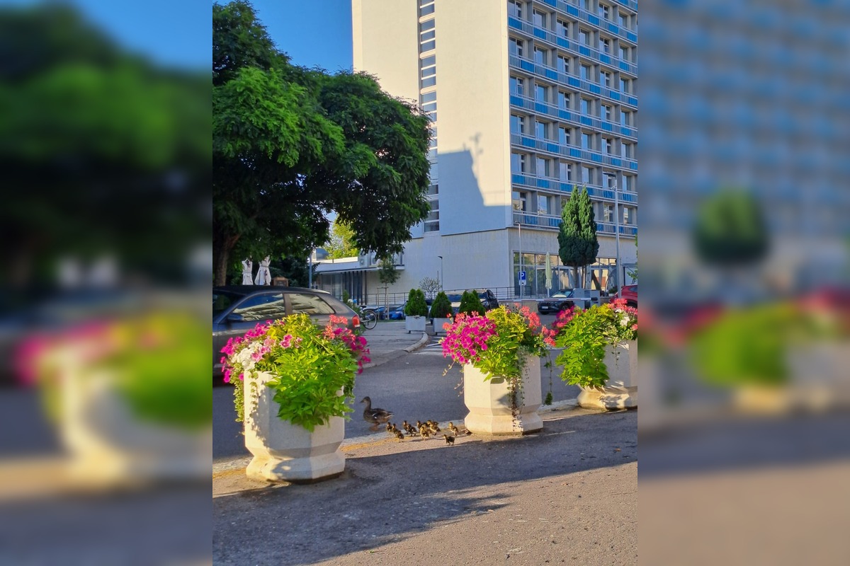 FOTO: Nečakaná, no o to krajšia návšteva v Piešťanoch - kačacia rodinka, foto 2