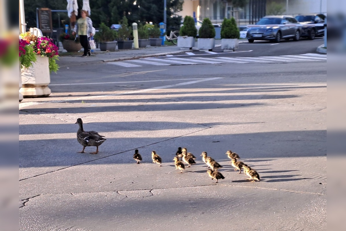 FOTO: Nečakaná, no o to krajšia návšteva v Piešťanoch - kačacia rodinka, foto 3