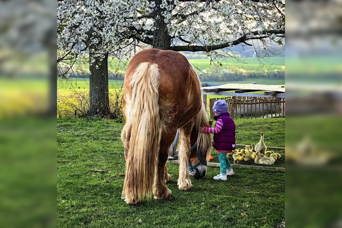 FOTO: Známy farmár Martin Bagar musel zatvoriť farmu Etelku v Prašníku, foto 3