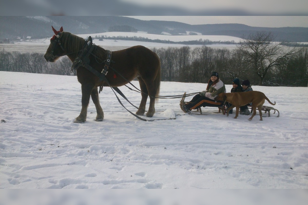 FOTO: Známy farmár Martin Bagar musel zatvoriť farmu Etelku v Prašníku, foto 4