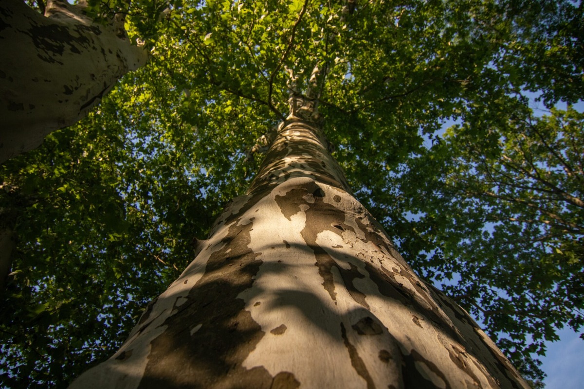 FOTO: Finalisti z Trnavského kraja 23. ročníka ankety Strom roka, foto 2