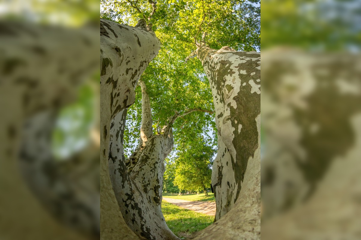 FOTO: Finalisti z Trnavského kraja 23. ročníka ankety Strom roka, foto 3