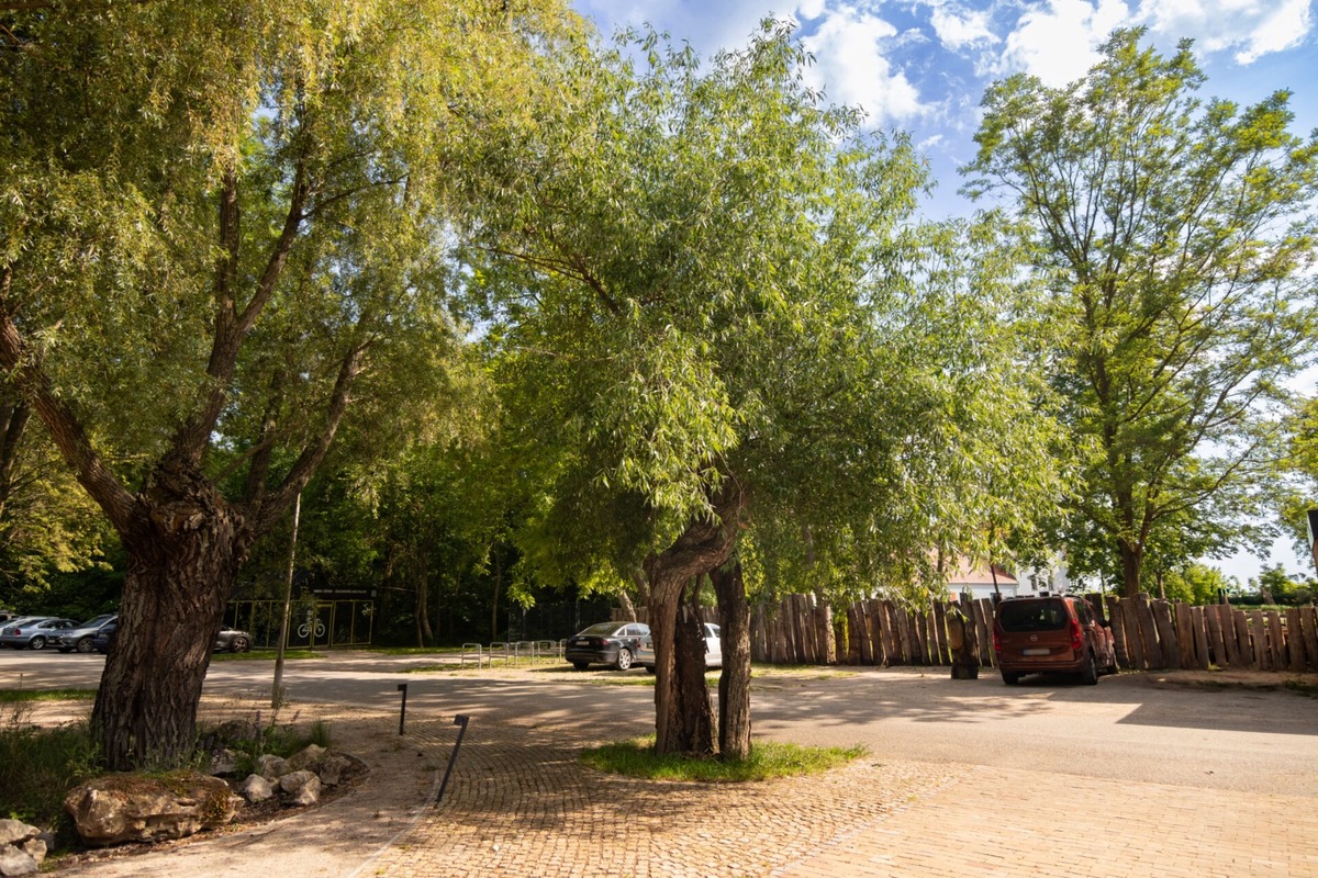 FOTO: Finalisti z Trnavského kraja 23. ročníka ankety Strom roka, foto 4