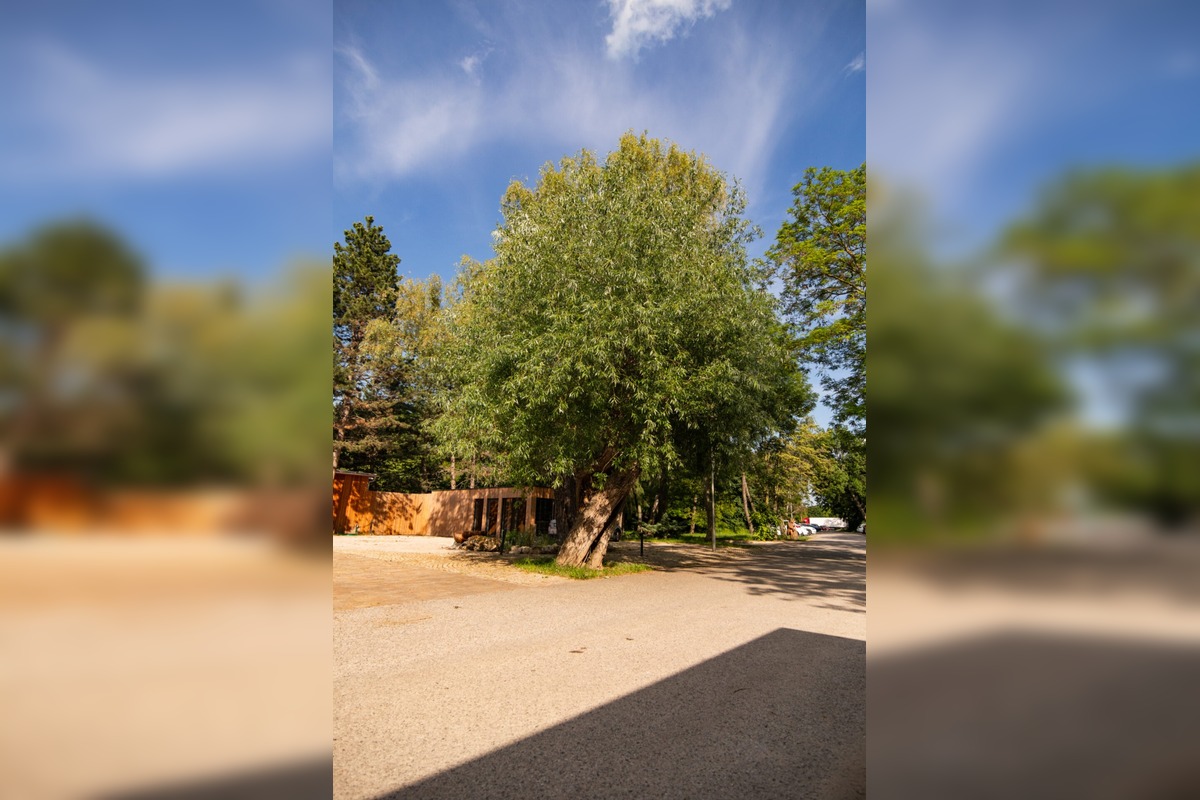 FOTO: Finalisti z Trnavského kraja 23. ročníka ankety Strom roka, foto 5