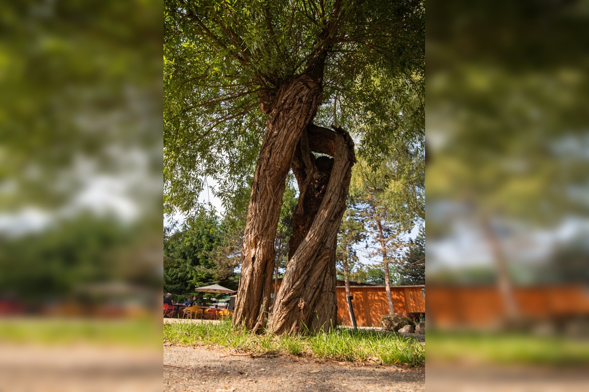 FOTO: Finalisti z Trnavského kraja 23. ročníka ankety Strom roka, foto 6