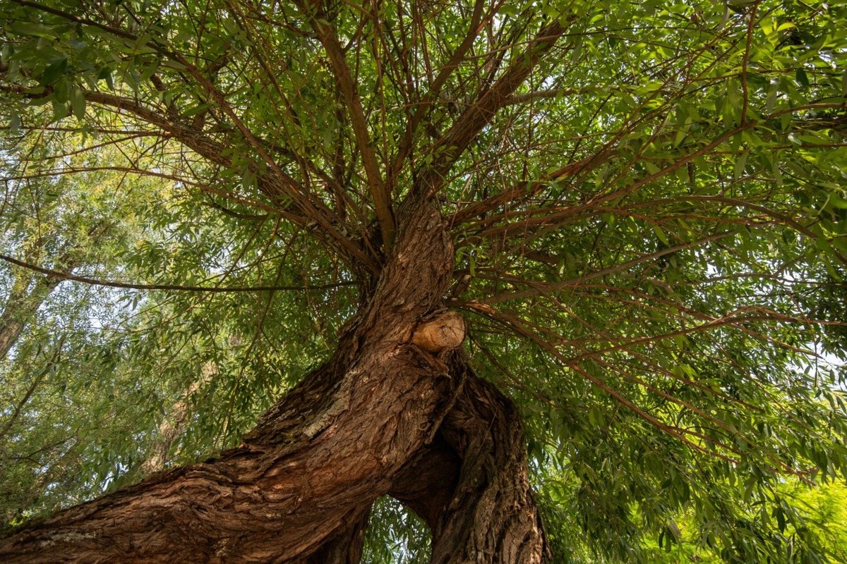 FOTO: Finalisti z Trnavského kraja 23. ročníka ankety Strom roka, foto 7