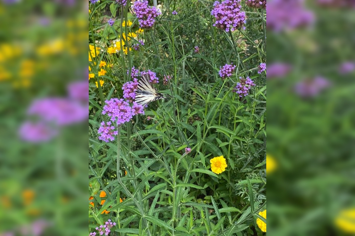 FOTO: Najkrajšia predzáhradka v Trnave, foto 2