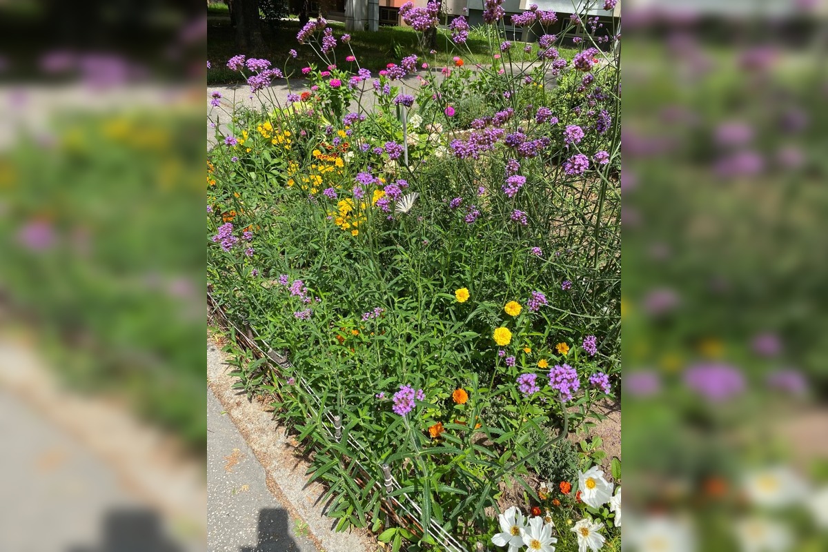 FOTO: Najkrajšia predzáhradka v Trnave, foto 3