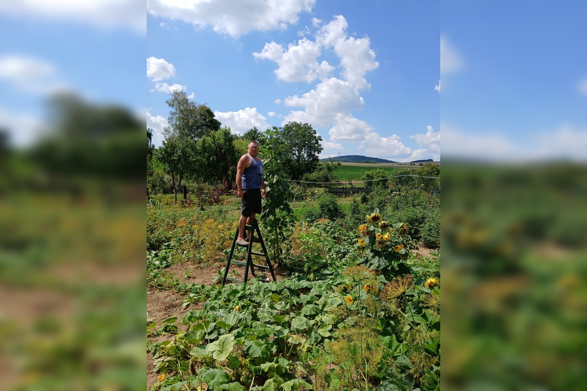 FOTO: Hlohovčanom sa podarilo vypestovať nadrozmerné slnečnice, foto 1